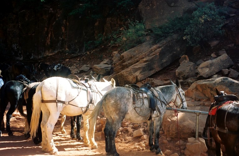 Mule rides at the North Rim